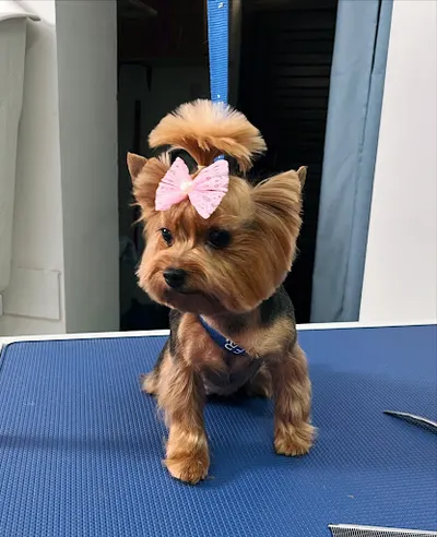 Doggy Room - grooming salon, strzyżenie psów